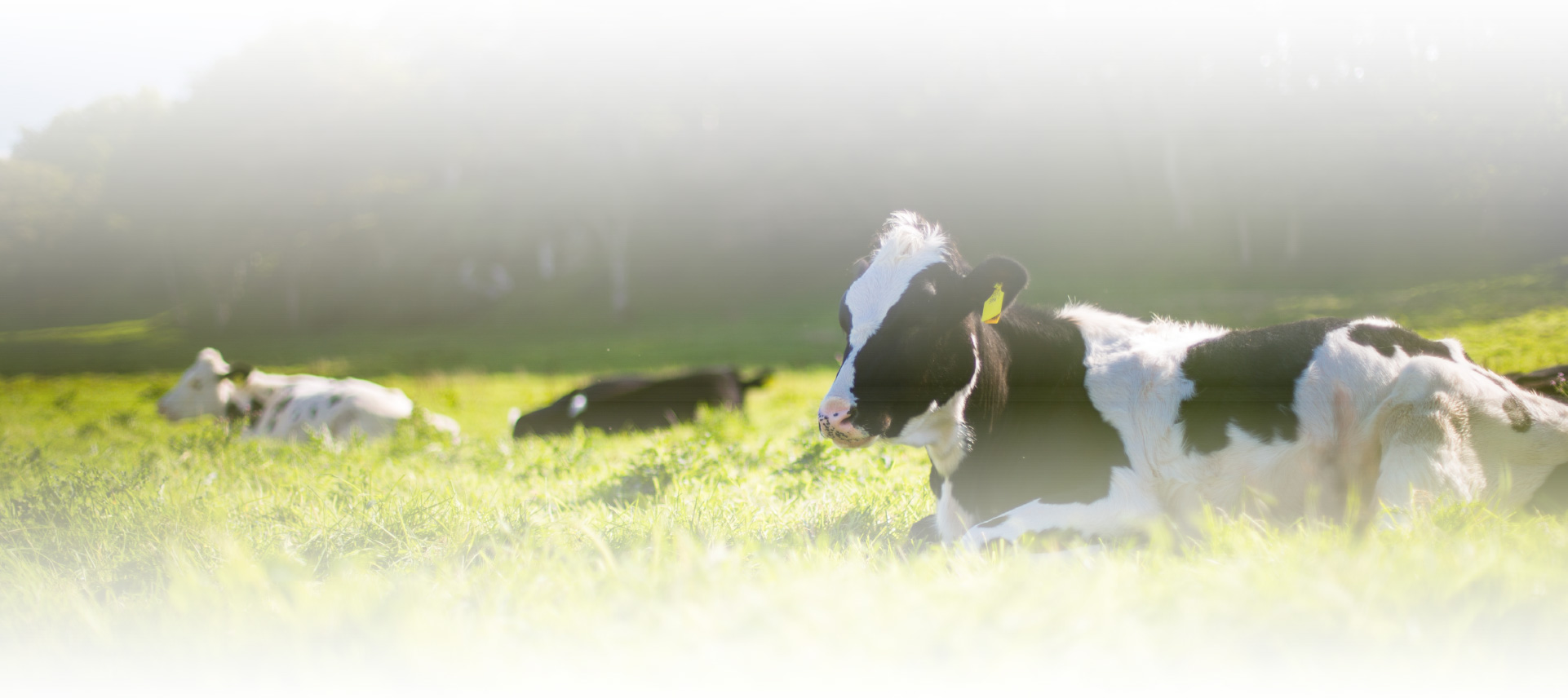 cow-2-80